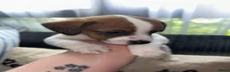 Mixed Breed dogs for sale: Puppies Looking for Forever Homes in Basildon - Advert 12