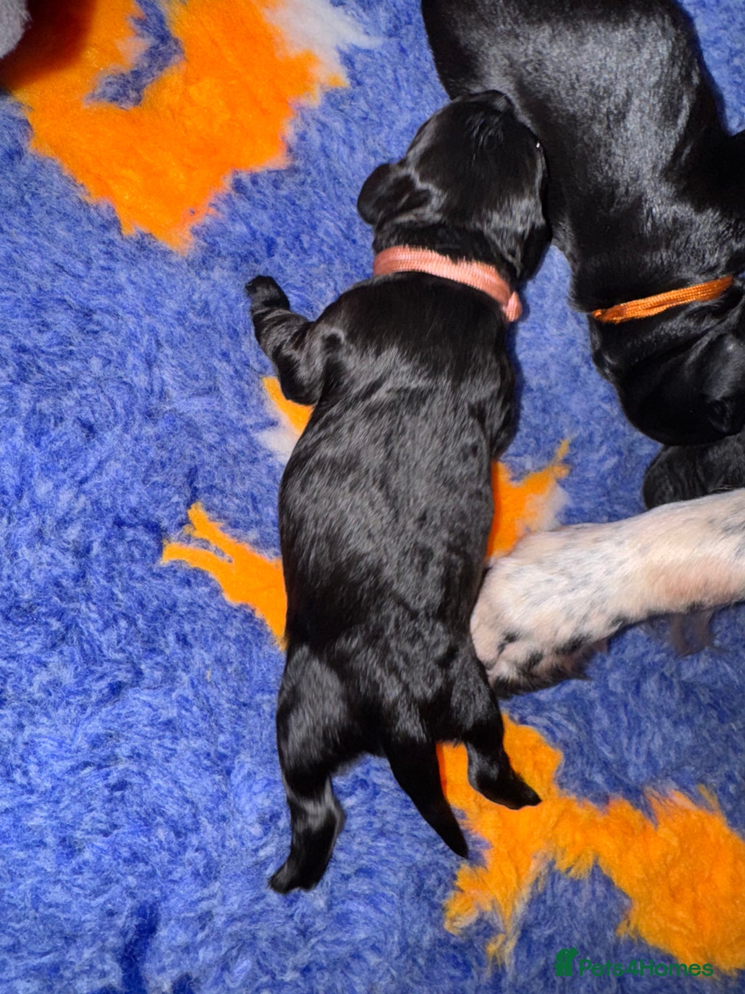 Sprocker dogs for sale: Sprocker Spaniel Puppies - Advert 9