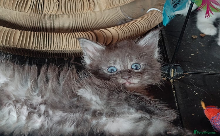 Maine Coon cats - Advert 9