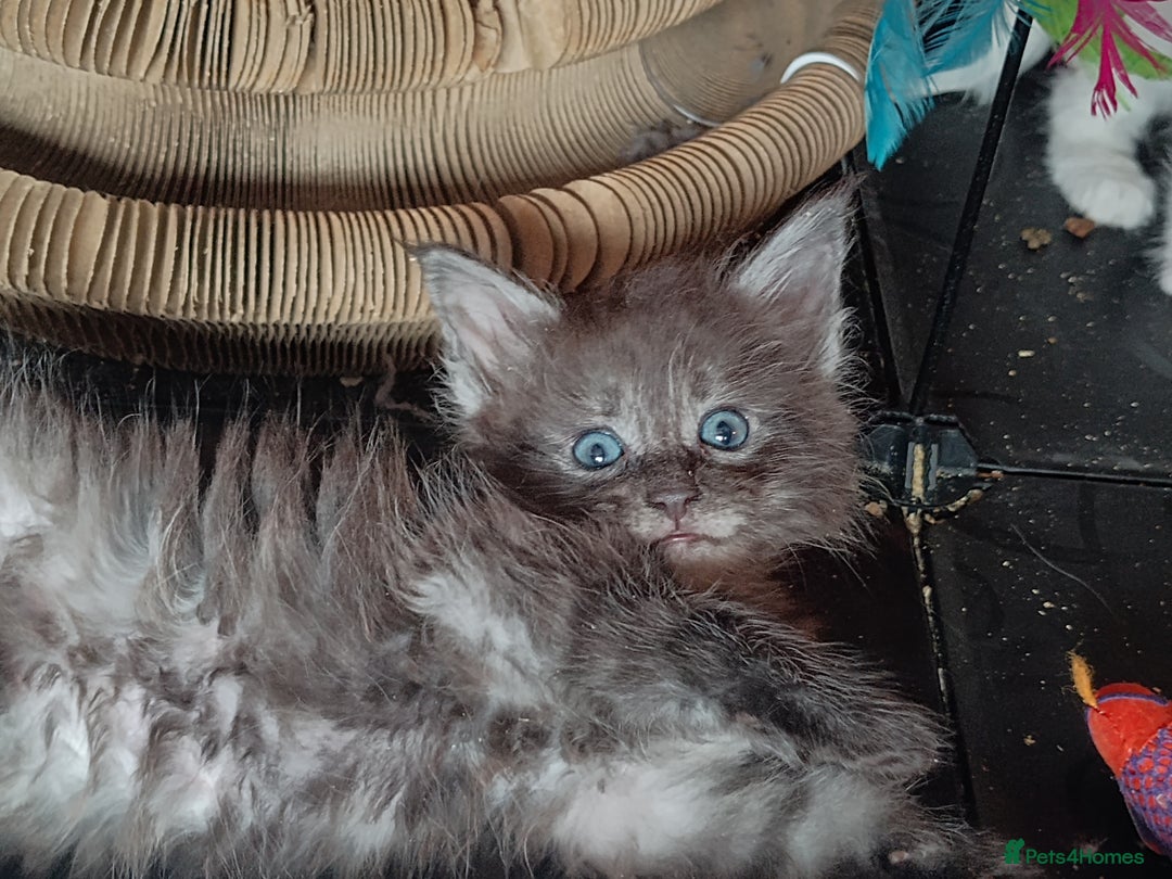Maine Coon cats for sale: Maine Coon kittens in Manchester  - Image 1