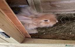 Angora rabbits for sale: Indoor raised Angora~ vaccinated  - Image 9