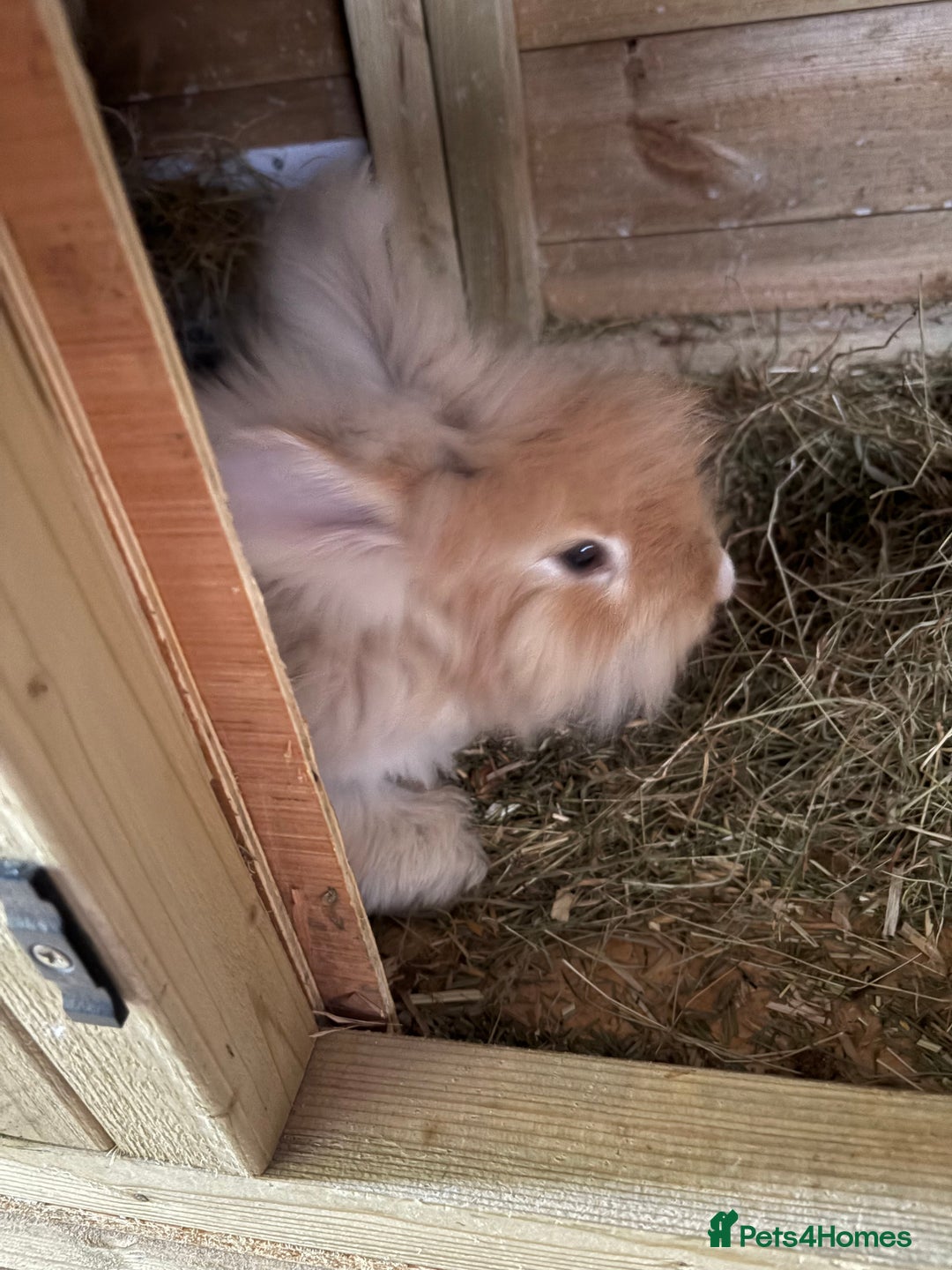 Angora rabbits for sale: Indoor raised Angora~ vaccinated  - Image 9