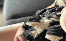 Sheepadoodle dogs for sale: Miniature Sheepadoodles (F1) - Image 10
