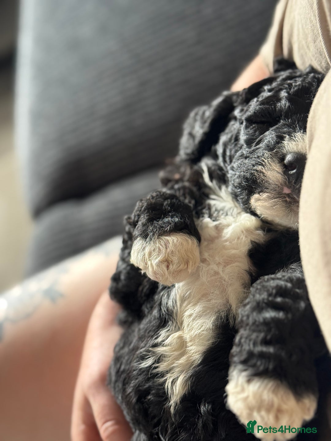 Sheepadoodle dogs for sale: Miniature Sheepadoodles (F1) - Image 10