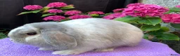 Mini Lop rabbits for sale: Gorgeous baby mini lop boys ready now in Edinburgh - Advert 12