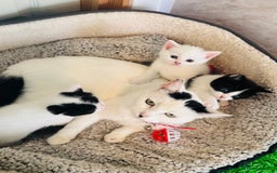 Mixed Breed cats for sale: 3 Beautiful Kittens - Image 11