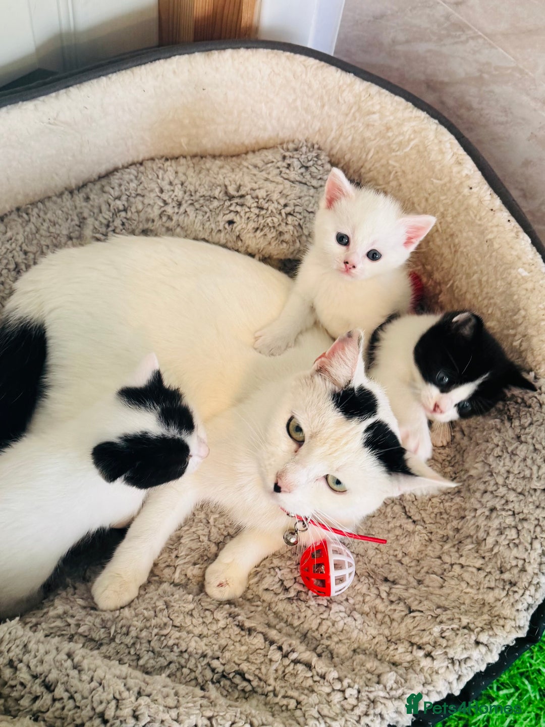 Mixed Breed cats for sale: 3 Beautiful Kittens - Image 11