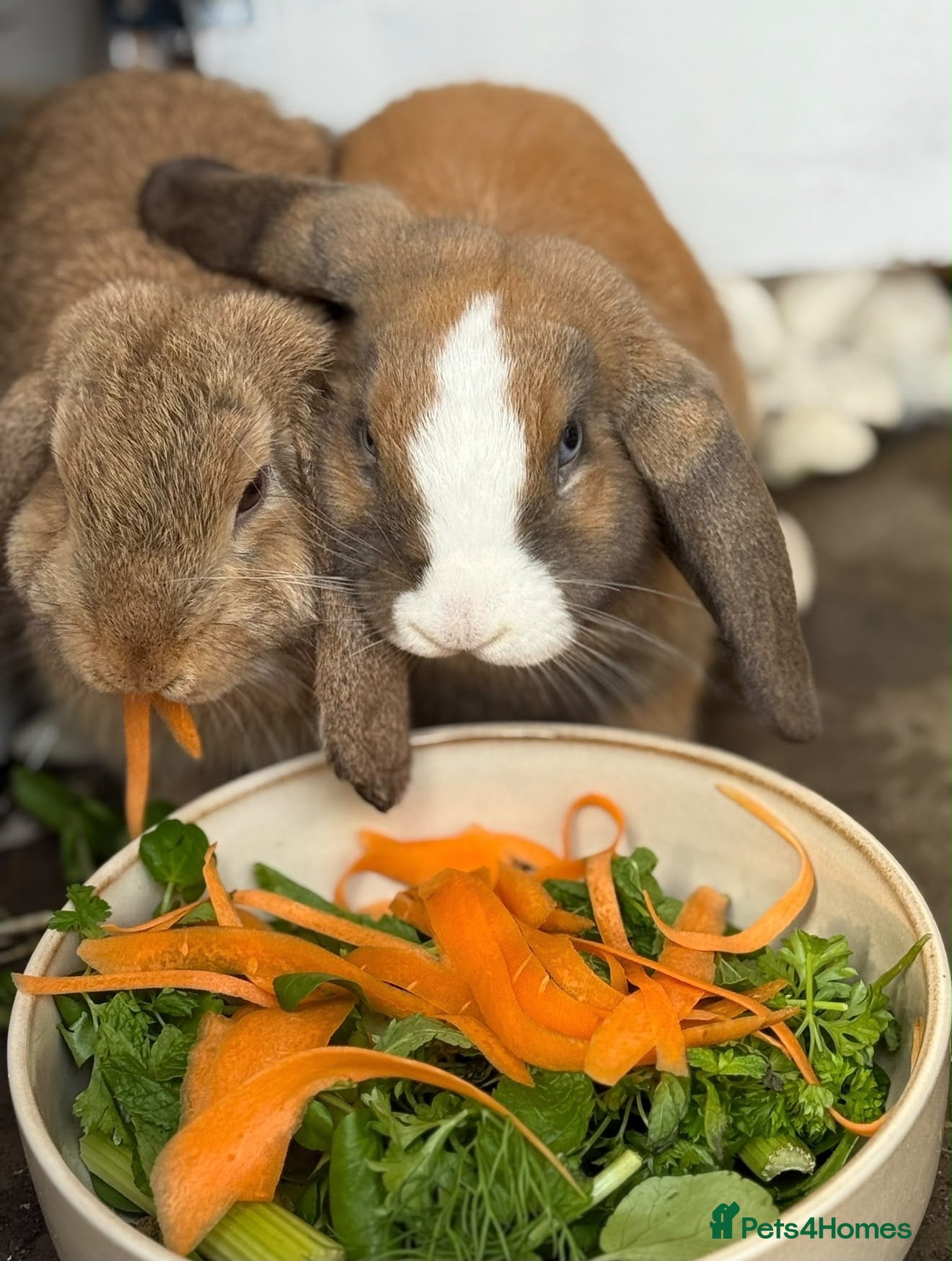 Mini Lop rabbits 2 Mini Lop Rabbits - 1 year old, bonded Pair  - Advert 1