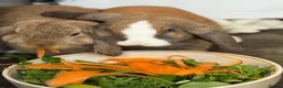 Mini Lop rabbits for sale: 2 Mini Lop Rabbits - 1 year old, bonded Pair  - Advert 1