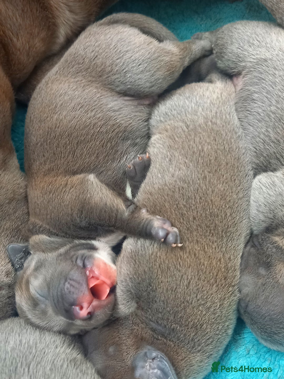 Staffordshire Bull Terrier dogs for sale: Lovely puppy  in Coventry - Image 25