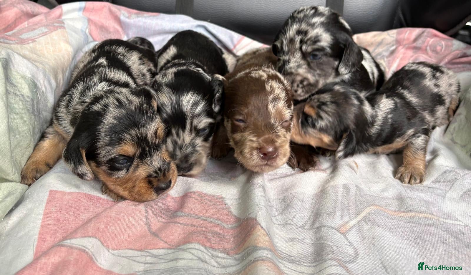 Doxiepoo dogs MERLE DOXIEPOOS BOTH PARENTS HEALTH TESTED  - Advert 2