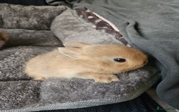 Netherland Dwarf rabbits for sale: Harlequin Netherland Dwarf bunnies  - Advert 10