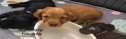 Cocker Spaniel dogs for sale: Cocker Spaniel Puppies - Advert 33