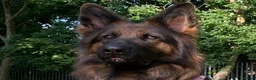 German Shepherd dogs for sale: Chunky Fluffy Long-Haired German Shepherd Puppies - Advert 1