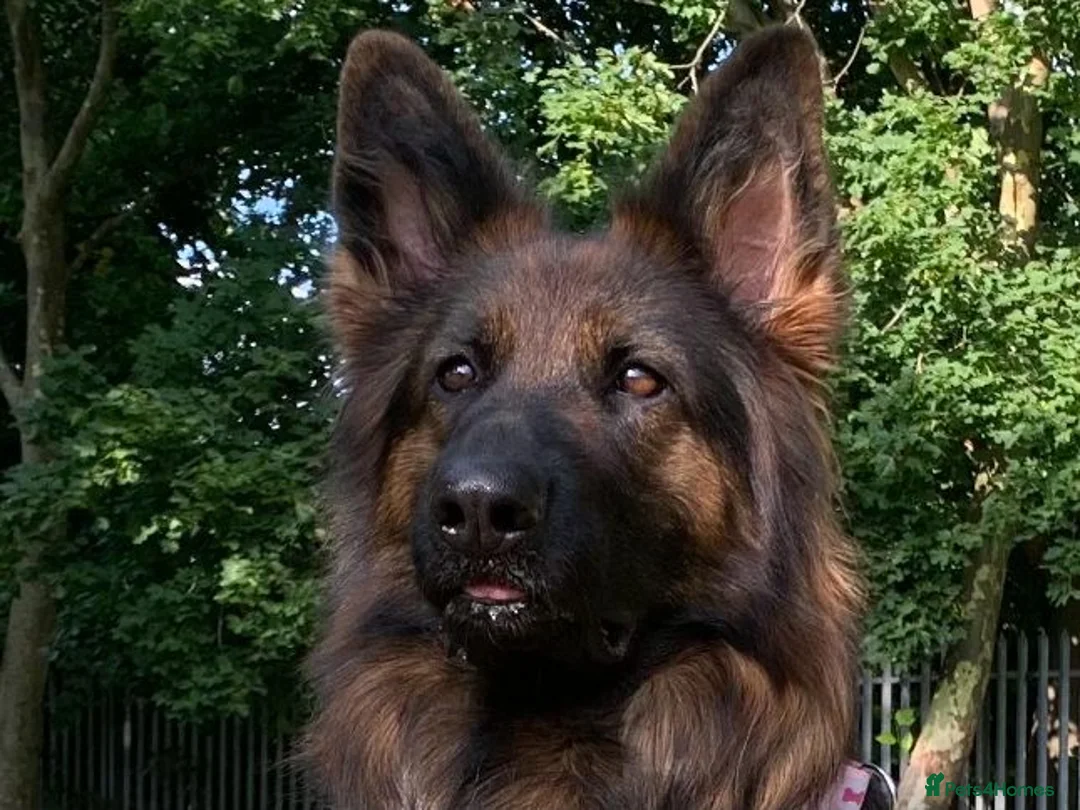 German Shepherd dogs for sale: Chunky Fluffy Long-Haired German Shepherd Puppies - Advert 1