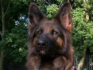 German Shepherd dogs Chunky Fluffy Long-Haired German Shepherd Puppies - Advert 1