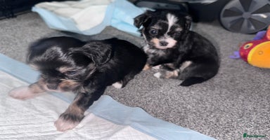Mixed Breed dogs - Advert 4