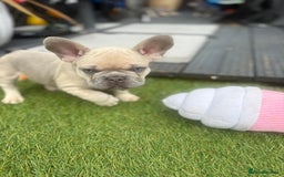 French Bulldog dogs for sale: French Bulldogs - Image 2