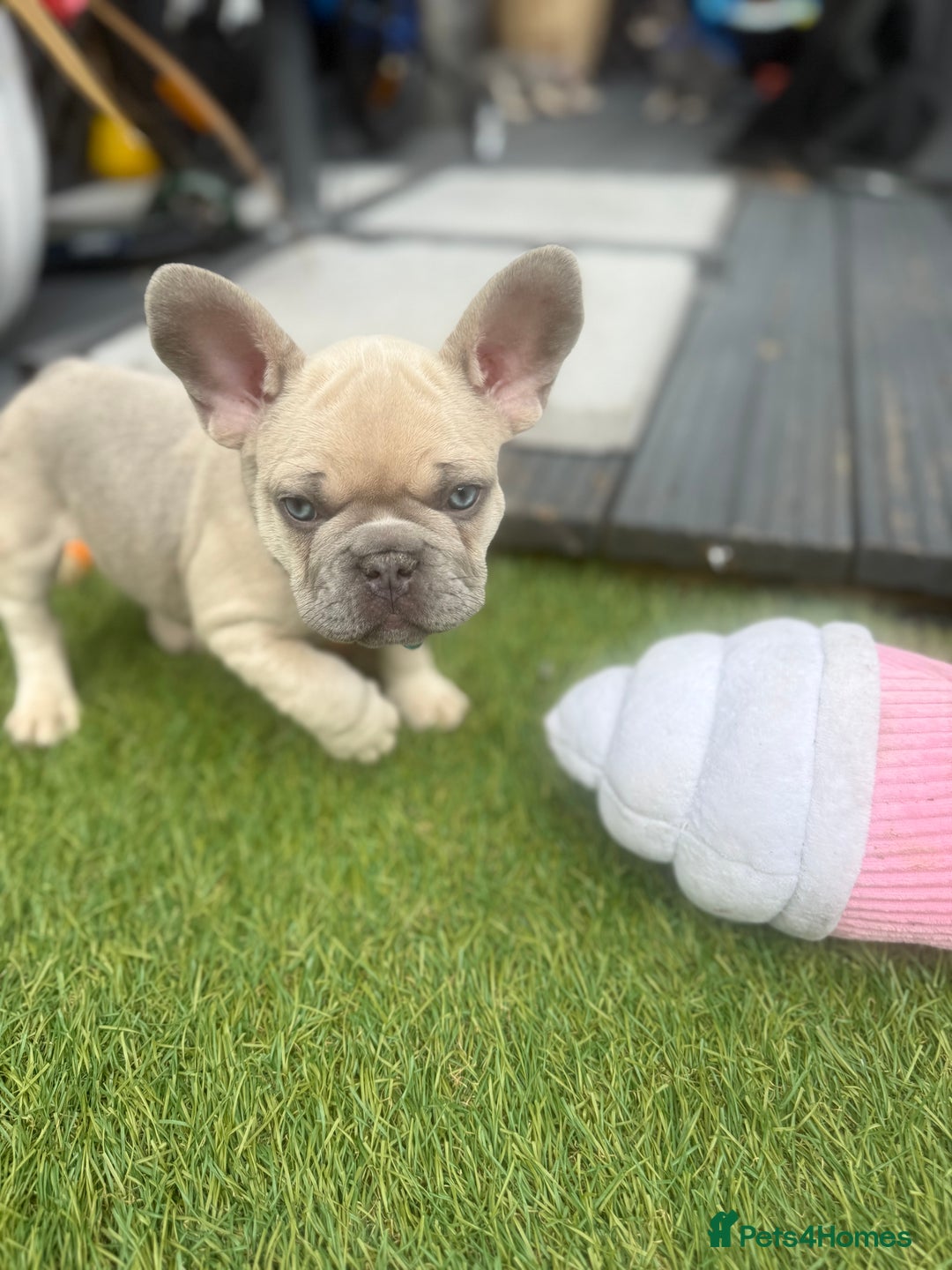 French Bulldog dogs for sale: French Bulldogs - Image 2