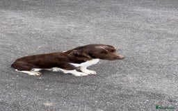 English Springer Spaniel dogs for sale: Springer spaniel puppies  - Image 1