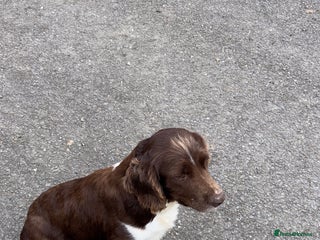 English Springer Spaniel dogs - Advert 1
