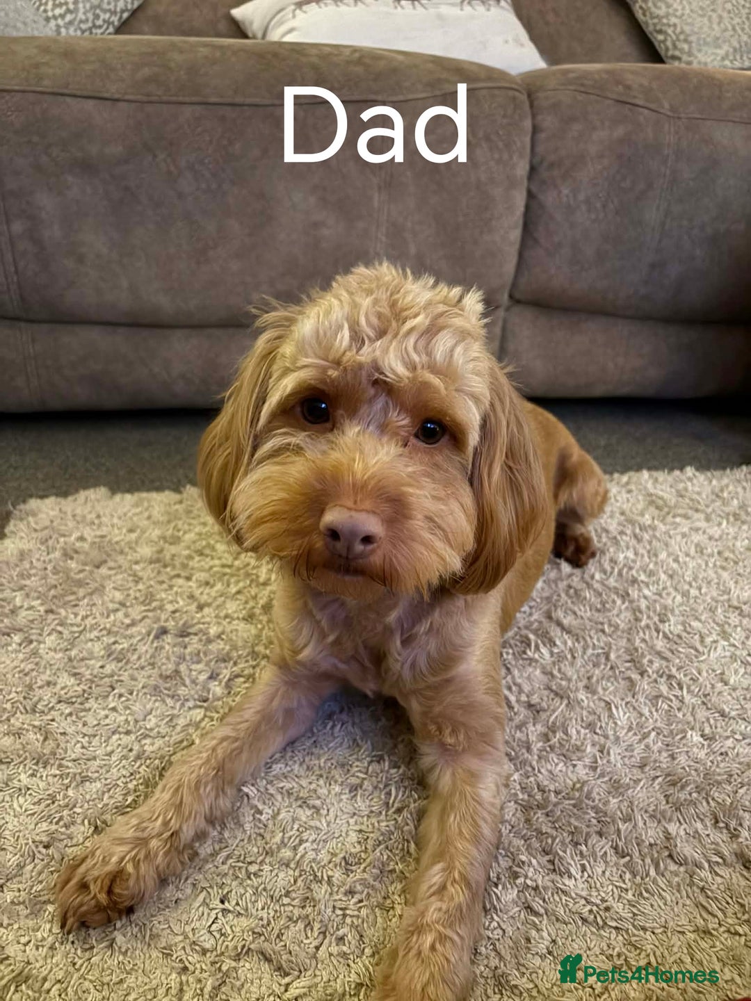 Cockapoo dogs for sale: 8 Beautiful Cockapoos puppies - Advert 8