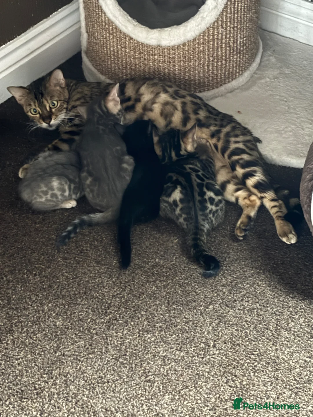 Bengal cats for sale: STUNNING BENGAL KITTENS  in Sheffield - Advert 1