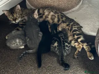 Bengal cats STUNNING BENGAL KITTENS - Advert 1
