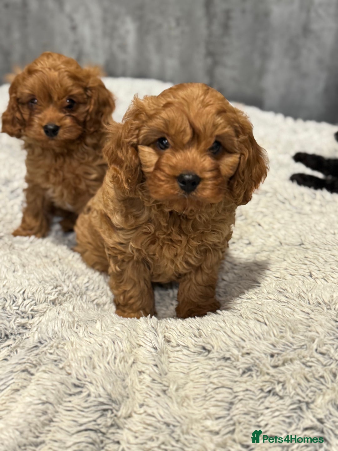 Cavapoo dogs for sale: F1 DNA tested Cavapoo puppies - Advert 2