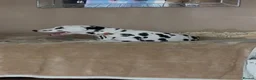 Dalmatian dogs for sale: Stunning Dalmatian boy - Advert 2
