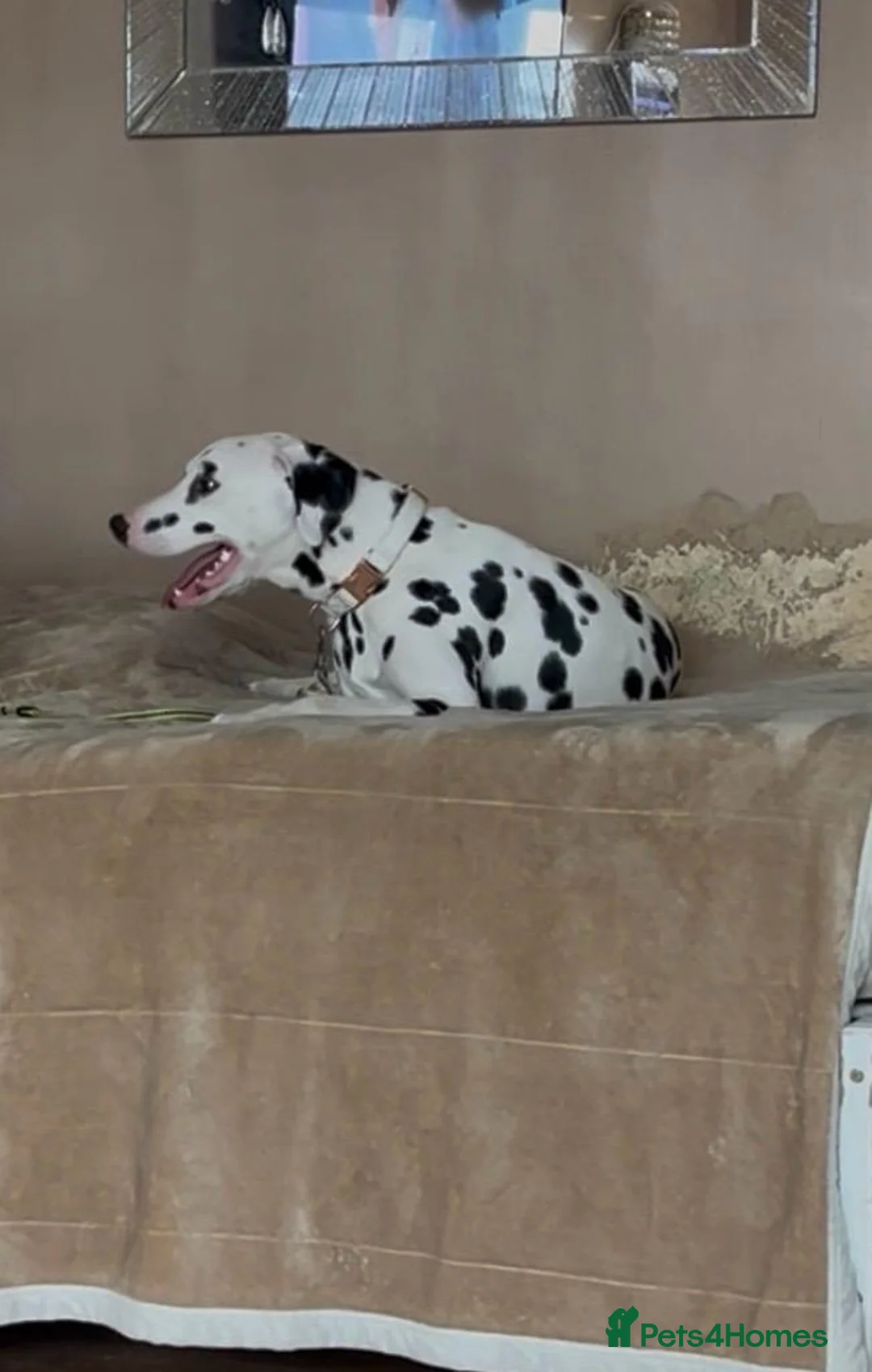 Dalmatian dogs for sale: Stunning Dalmatian boy - Advert 2