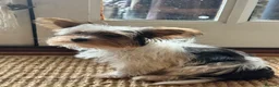 Mixed Breed dogs for sale: Pudge – Fluffy Biewer x Yorkie Boy – Ready Now! - Advert 11
