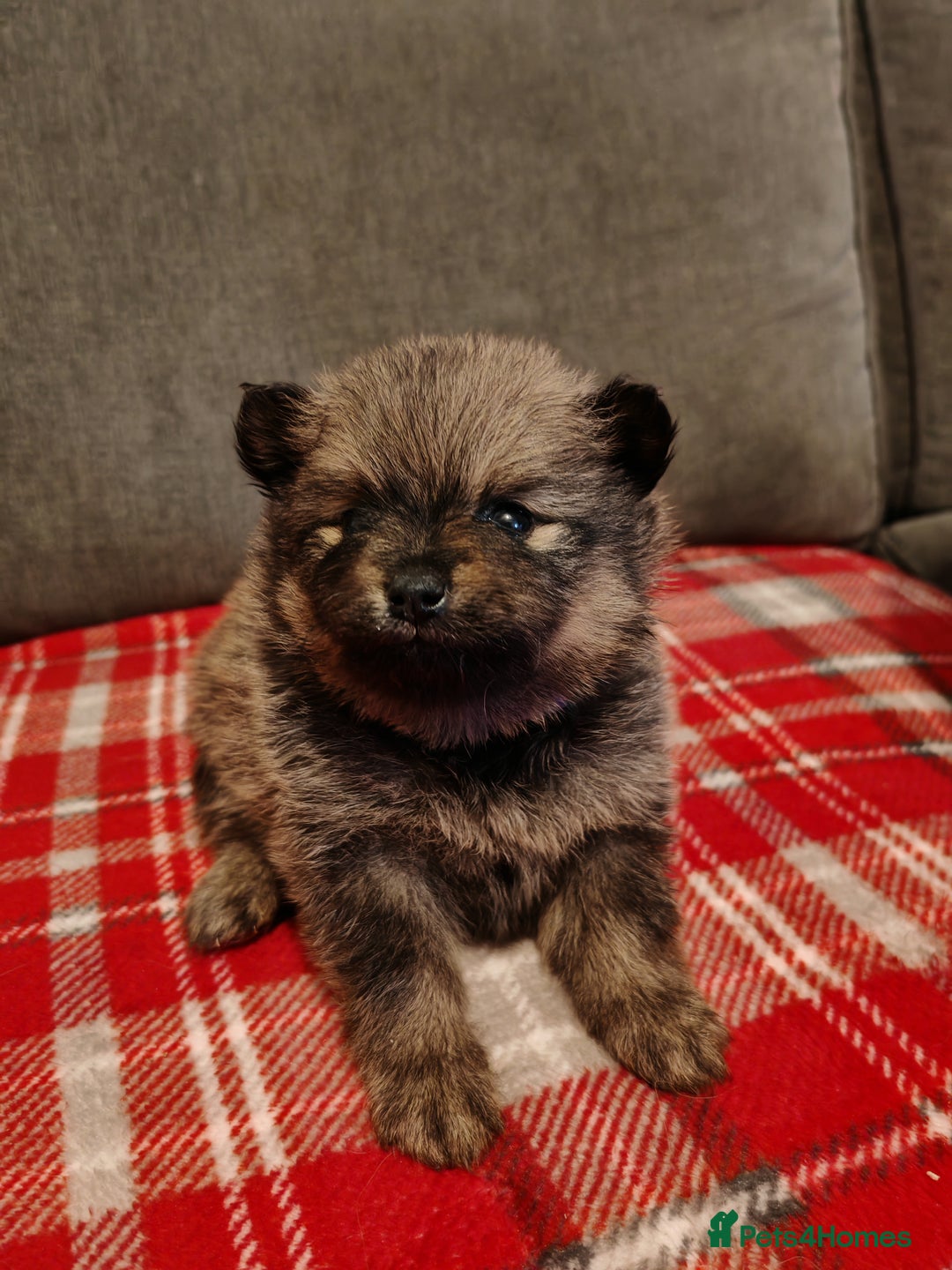 Pomeranian dogs for sale: 4 week old male pomeranians - Advert 6