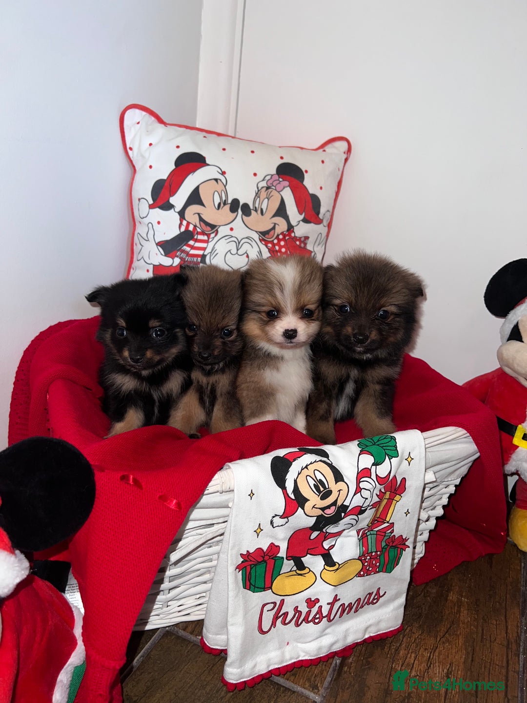 Pomeranian dogs for sale: Beautiful Pomeranian puppy’s  - Image 10