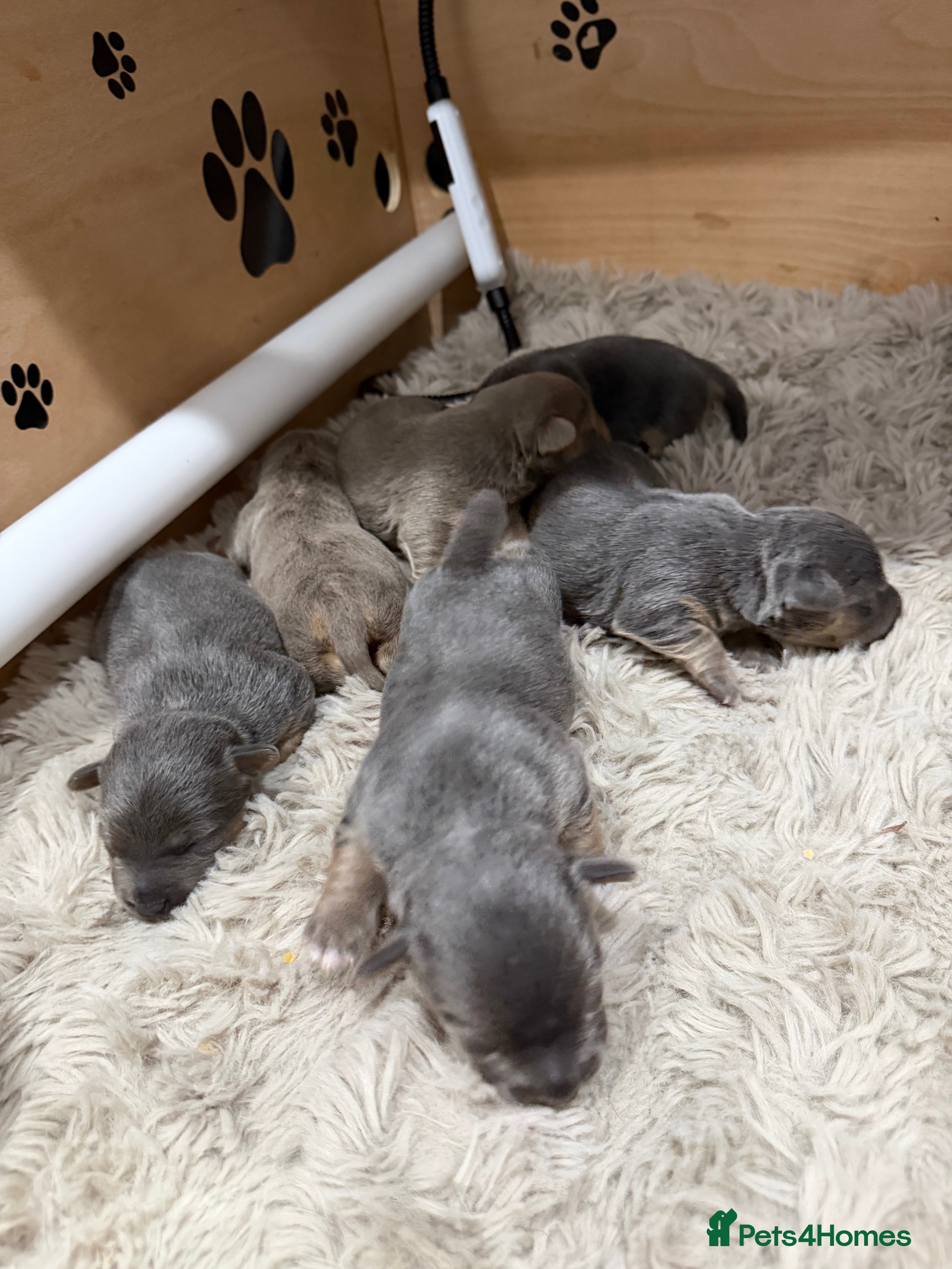 Jack Russell dogs Jack Russell Puppies - 6 Available 3 girls 3 boys - Advert 12