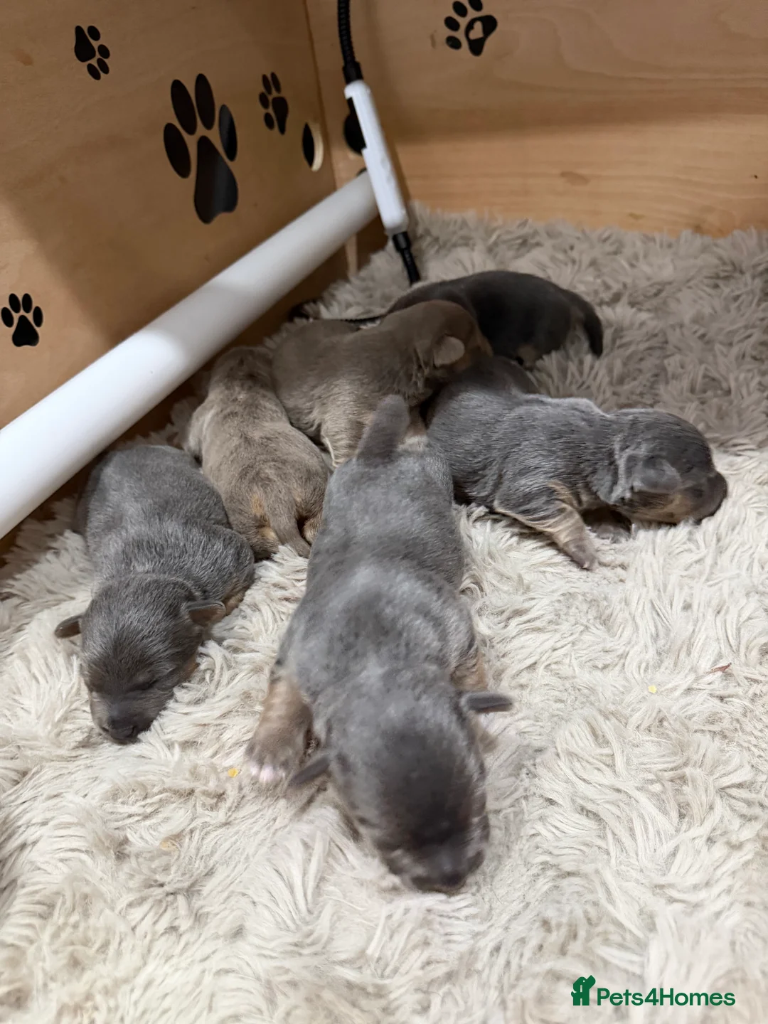 Jack Russell dogs for sale: Jack Russell Puppies - 6 Available 3 girls 3 boys - Advert 1