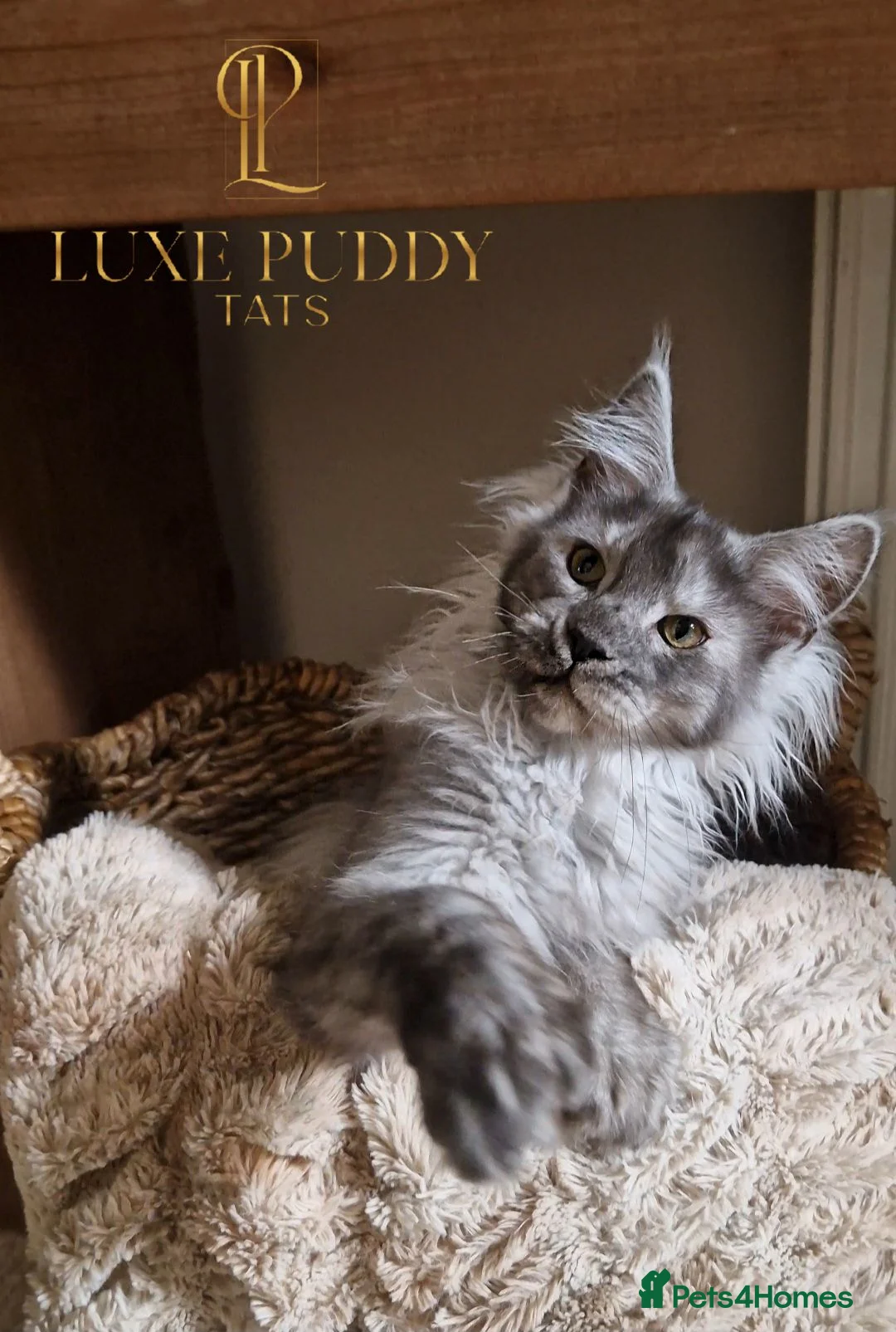 Maine Coon cats for sale: Black smoke maine coon (high smoke - Advert 3