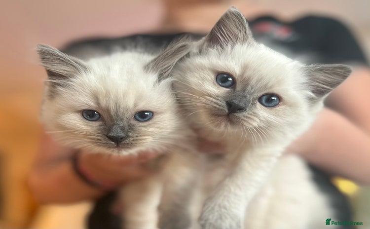 Ragdoll cats - Advert 14