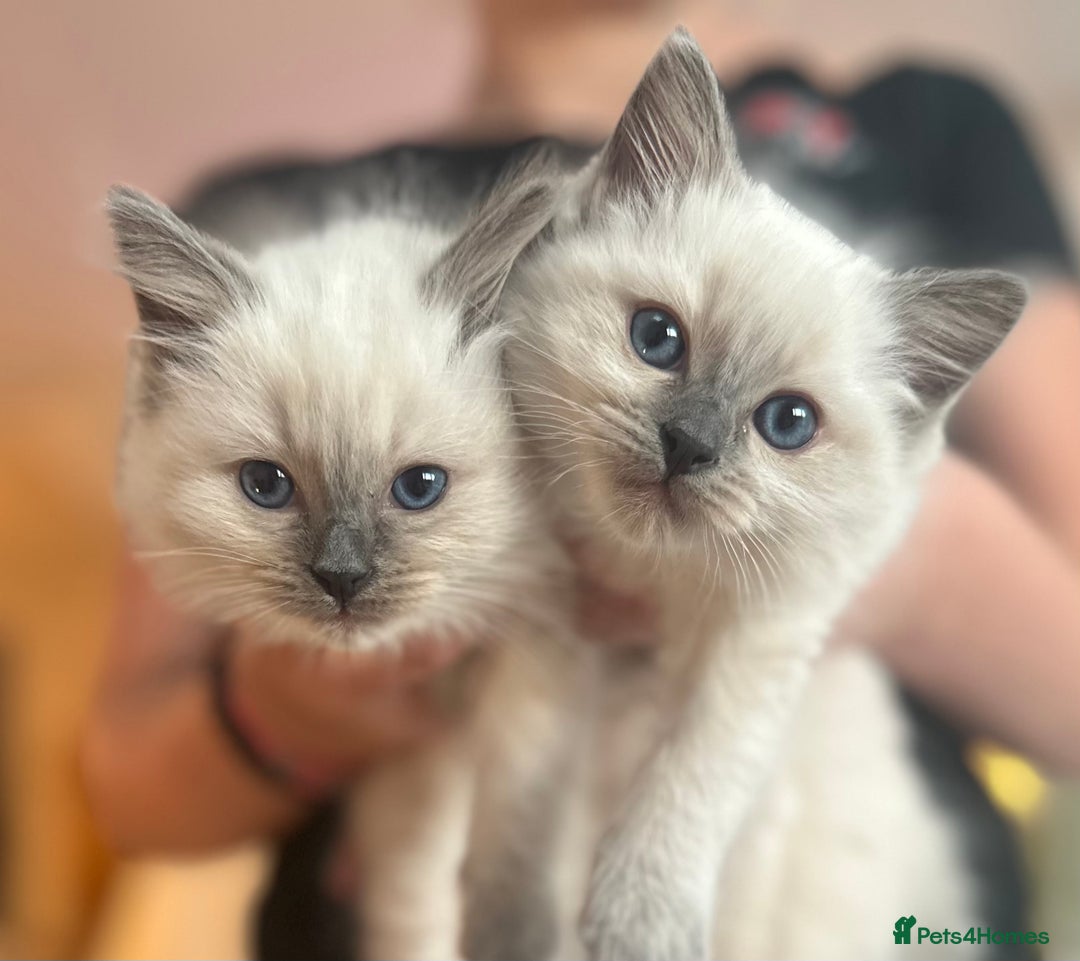 Ragdoll cats for sale: Ragdoll kittens for sale  - Image 1