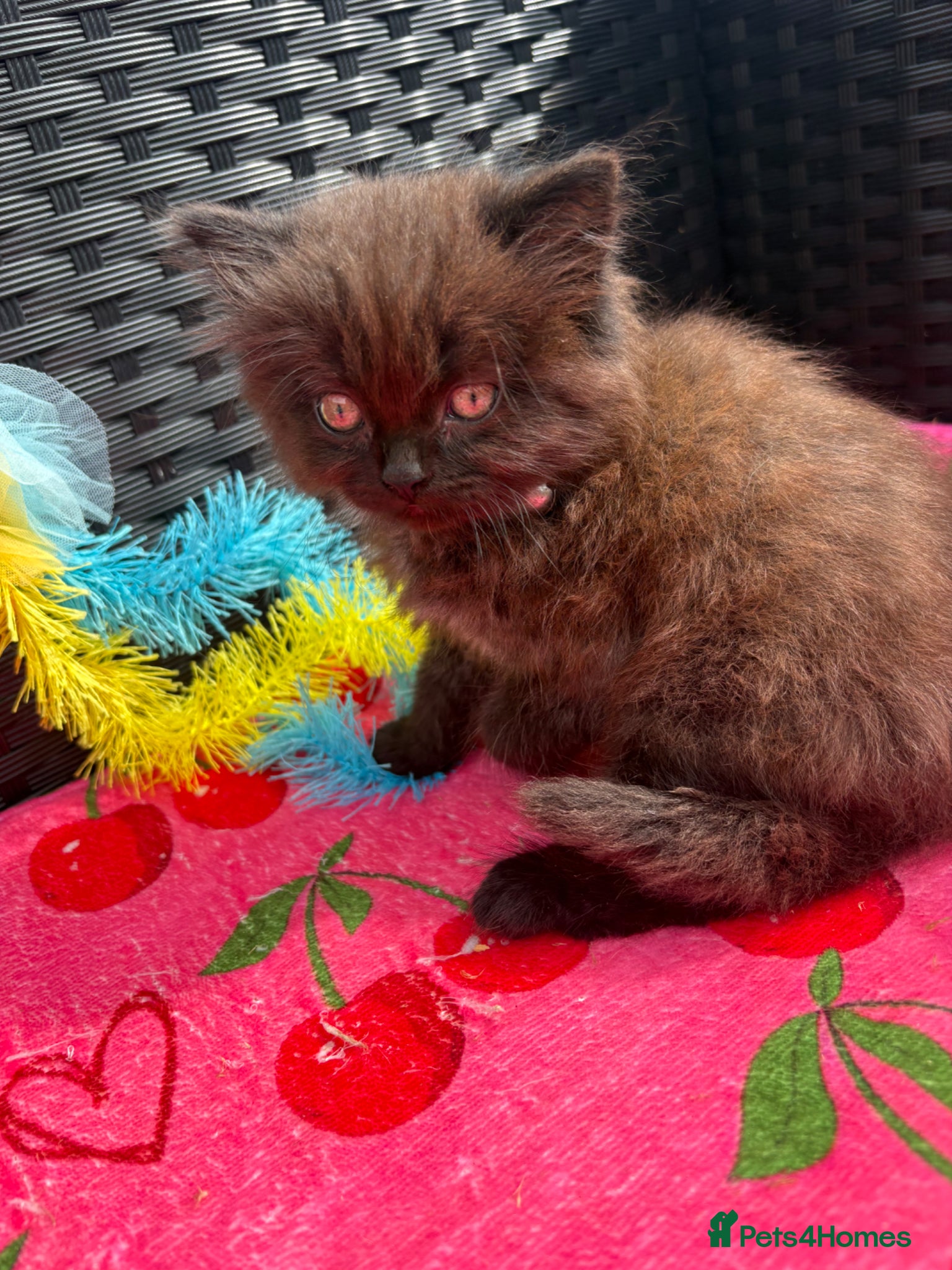 Mixed Breed Kitten 4
