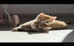 British Shorthair cats for sale: SOLD Sired by Champion FIFE dad -  Golden BSH - Image 28