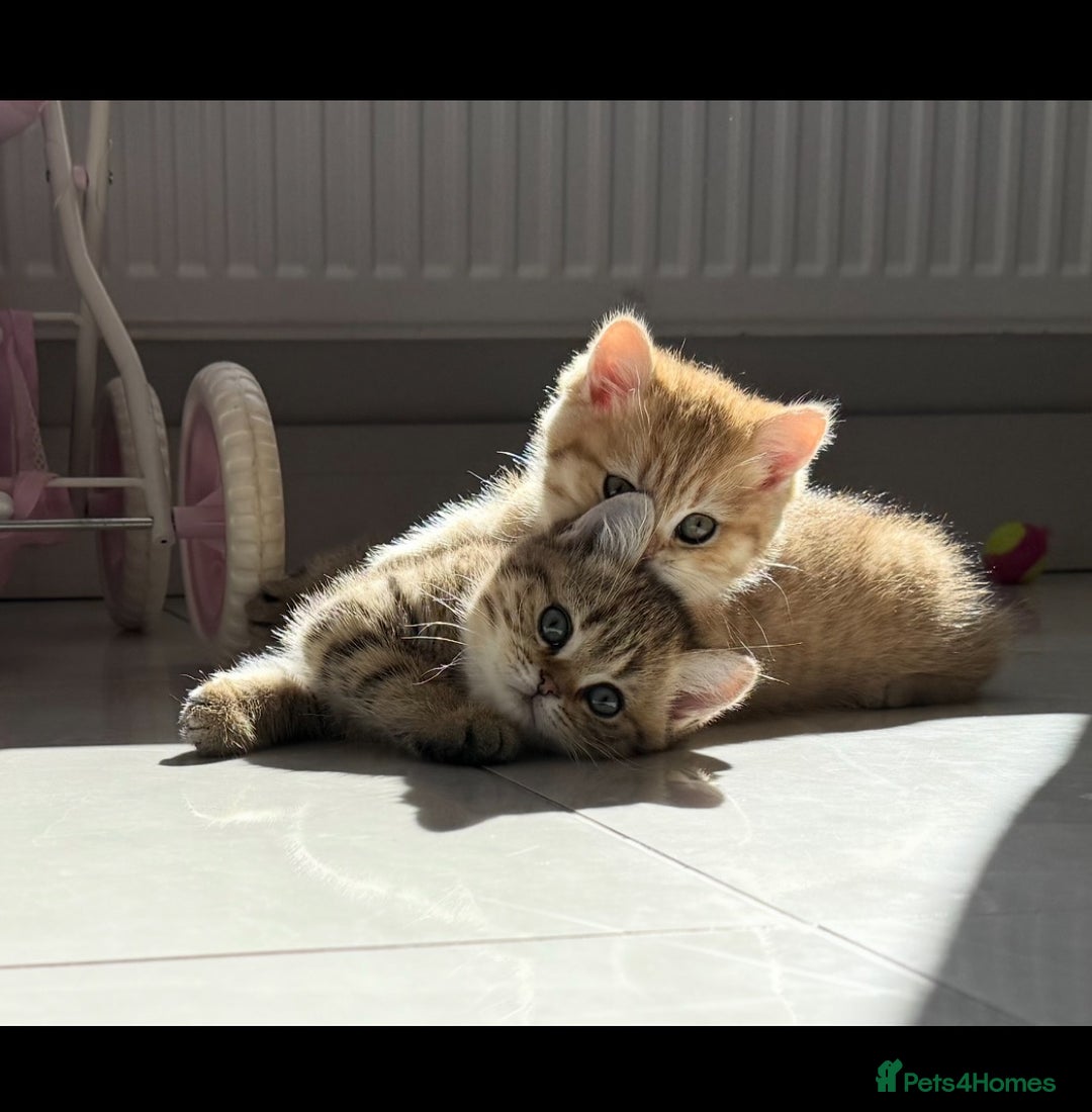 British Shorthair cats for sale: SOLD Sired by Champion FIFE dad -  Golden BSH - Image 28