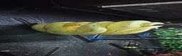 Python Snake reptiles for sale: 1 x Male & 1 x female Green Tree Python - Advert 5