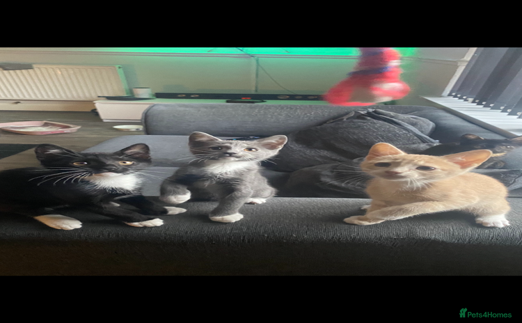Mixed Breed cats - Advert 1