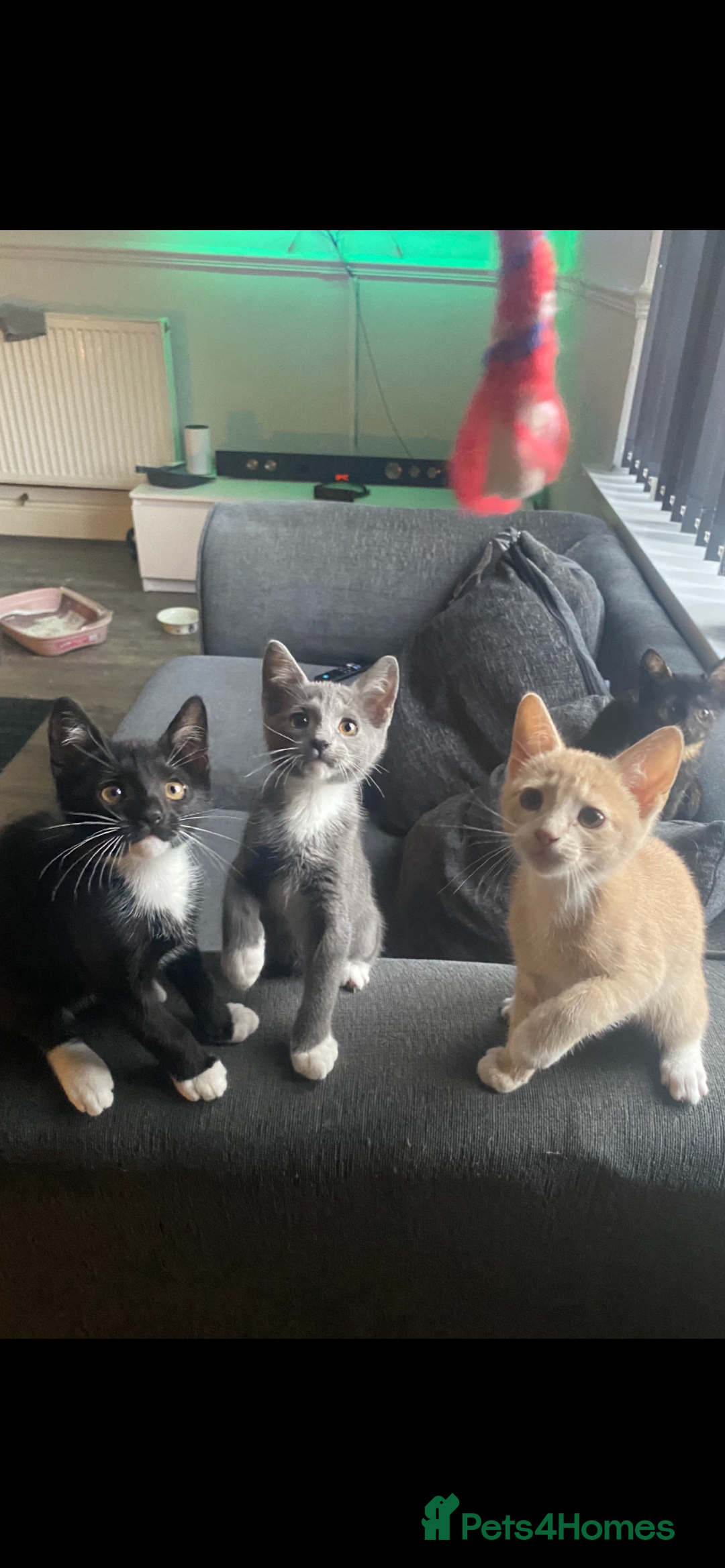 Mixed Breed cats for sale: 3 beautiful kittens available now! - Image 1