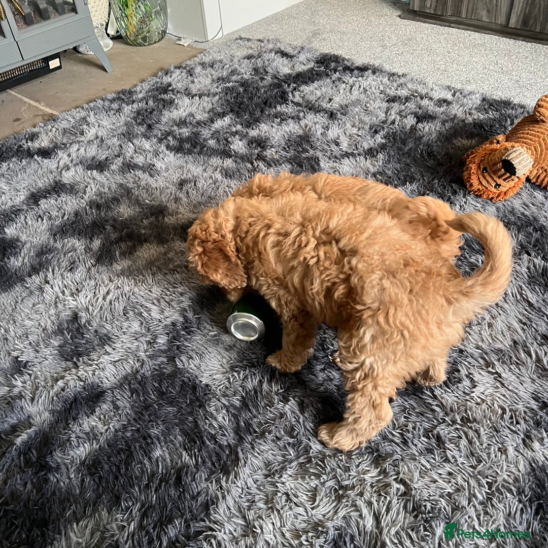 Mixed Breed dogs for sale: F1b Australian Labradoodle  - Advert 12