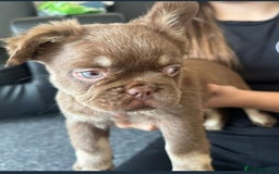 French Bulldog dogs for sale: Full fluffy chocolate rojo & Isabella (Girl) - Image 3