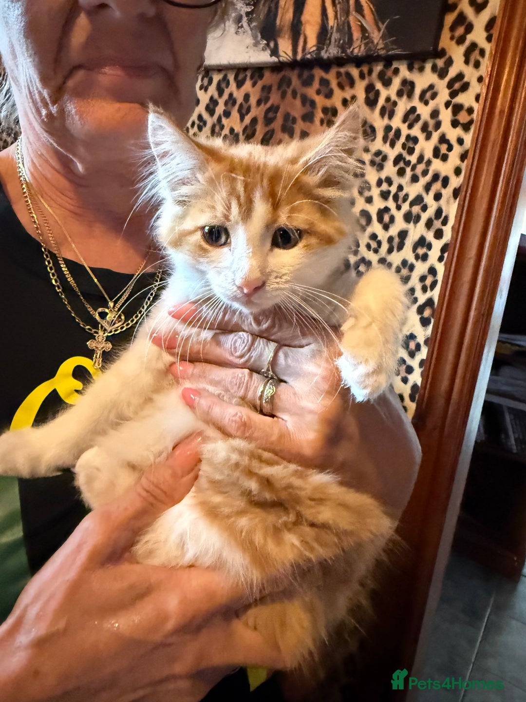 Mixed Breed cats for sale: A BOY AND A GIRL, READY NOW  - Image 4
