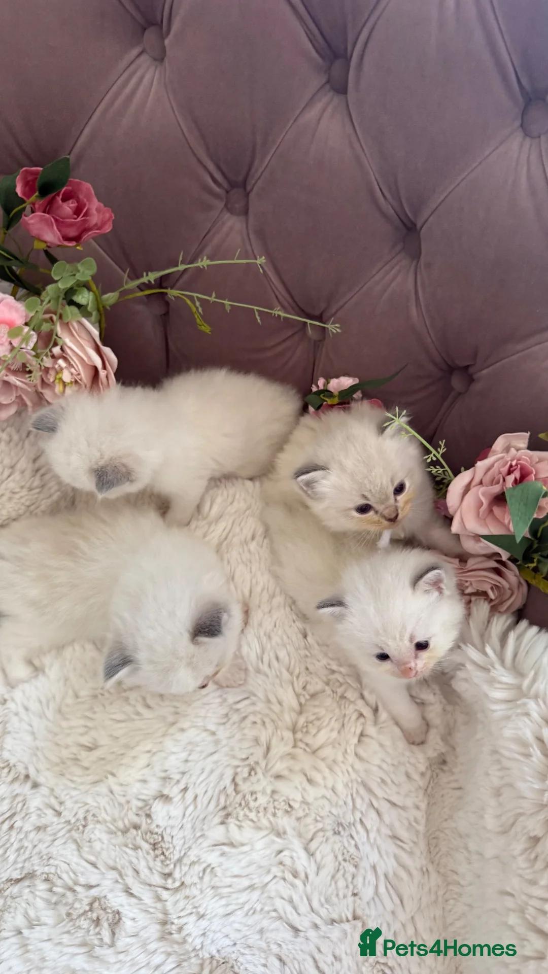 Ragdoll cats for sale: Gorgeous ColourPoint Full Pedigree Ragdoll Kittens - Advert 2
