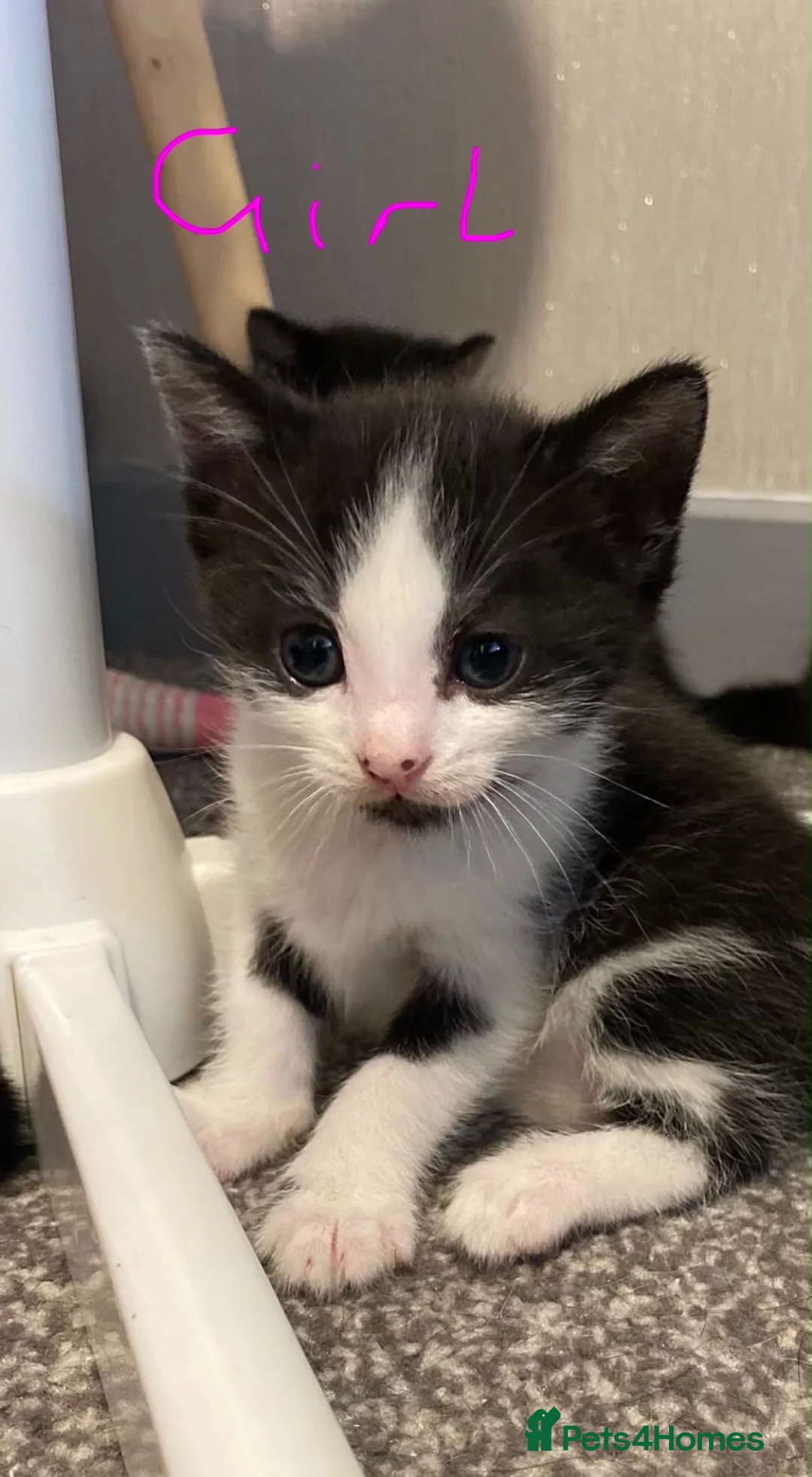 Mixed Breed cats for sale: Mixed breed kittens  - Advert 2
